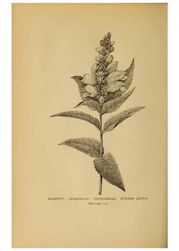 Reproducción/Reproduction 49304400667: Harper's guide to wild flowers,. New York,Harper,1912.. 