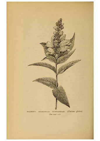 Reproducción/Reproduction 49304400667: Harper's guide to wild flowers,. New York,Harper,1912.. 