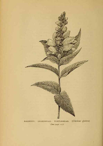 Reproducción/Reproduction 49304400667: Harper's guide to wild flowers,. New York,Harper,1912.. 