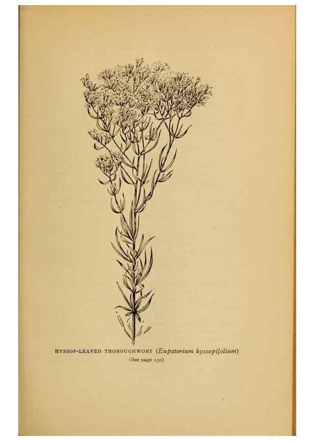 Reproducción/Reproduction 49304400912: Harper's guide to wild flowers,. New York,Harper,1912.. 