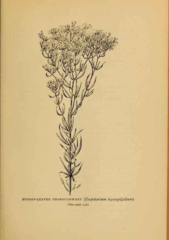 Reproducción/Reproduction 49304400912: Harper's guide to wild flowers,. New York,Harper,1912.. 