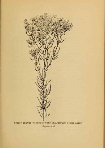 Reproducción/Reproduction 49304400912: Harper's guide to wild flowers,. New York,Harper,1912.. 