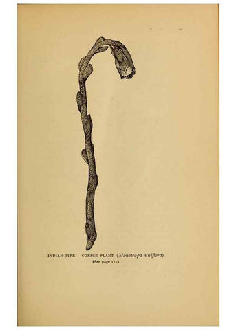 Reproducción/Reproduction 49304188756: Harper's guide to wild flowers,. New York,Harper,1912.. 
