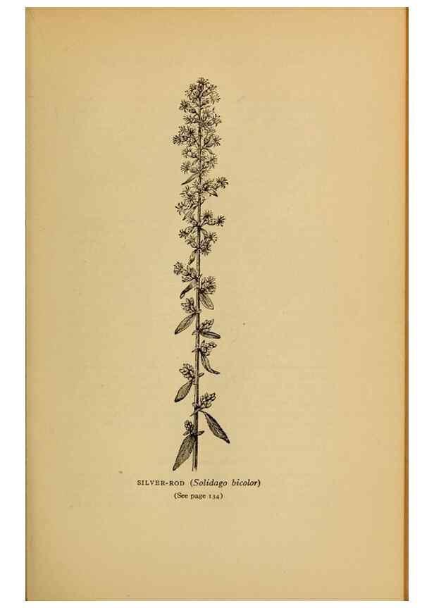 Reproducción/Reproduction 49304191256: Harper's guide to wild flowers,. New York,Harper,1912.. 