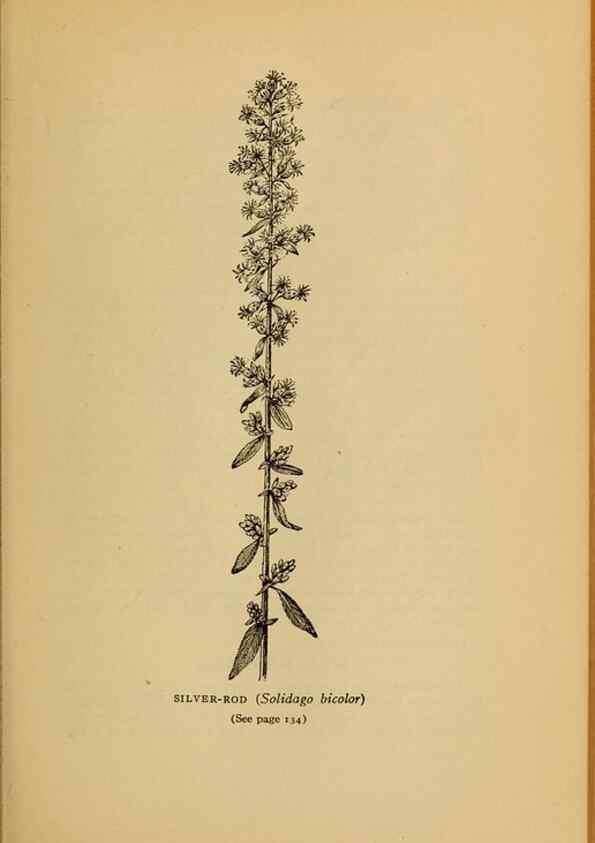 Reproducción/Reproduction 49304191256: Harper's guide to wild flowers,. New York,Harper,1912.. 