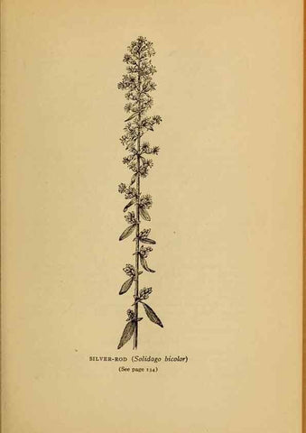 Reproducción/Reproduction 49304191256: Harper's guide to wild flowers,. New York,Harper,1912.. 