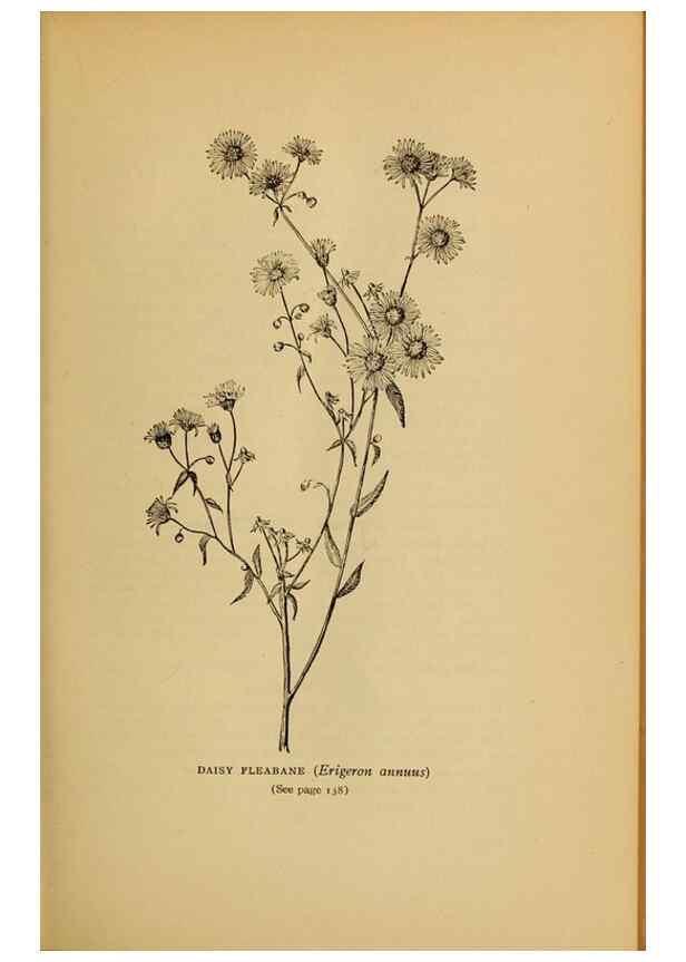 Reproducción/Reproduction 49303703203: Harper's guide to wild flowers,. New York,Harper,1912.. 