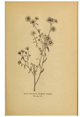 Reproducción/Reproduction 49303703203: Harper's guide to wild flowers,. New York,Harper,1912.. 