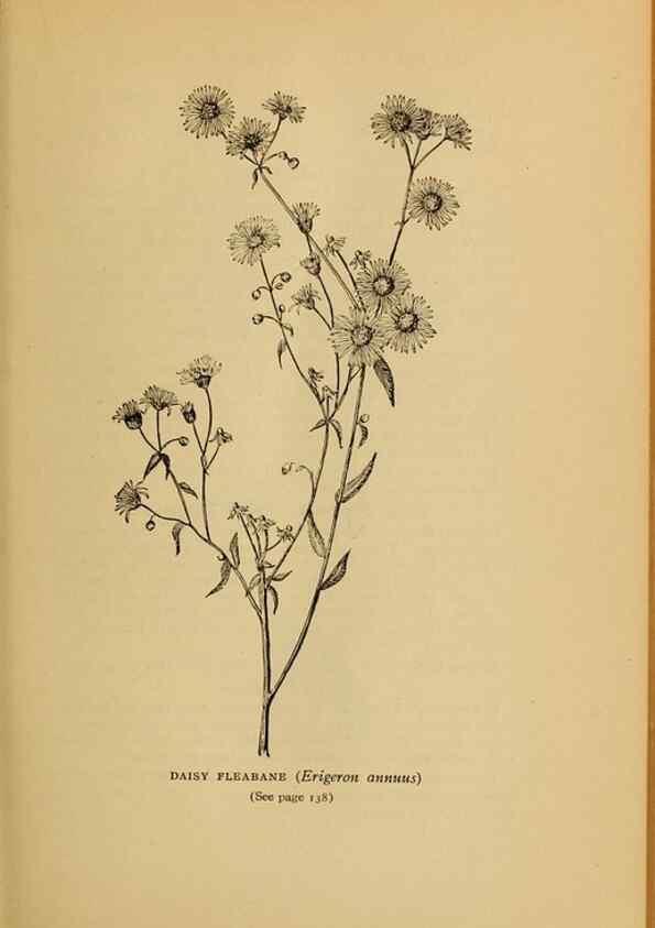 Reproducción/Reproduction 49303703203: Harper's guide to wild flowers,. New York,Harper,1912.. 