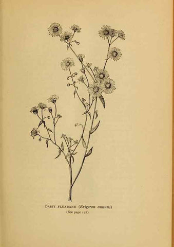 Reproducción/Reproduction 49303703203: Harper's guide to wild flowers,. New York,Harper,1912.. 