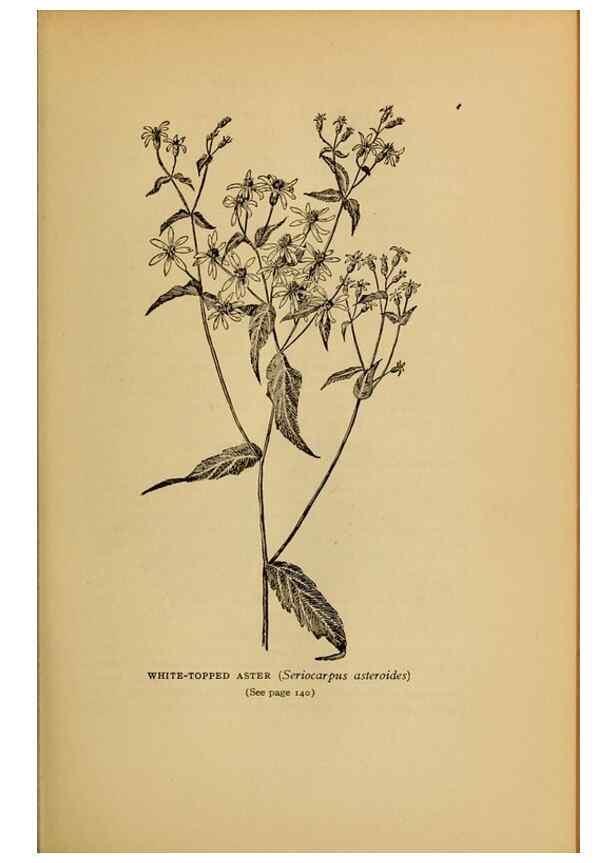 Reproducción/Reproduction 49304192101: Harper's guide to wild flowers,. New York,Harper,1912.. 