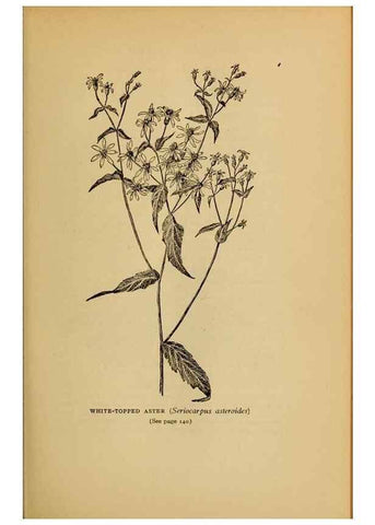 Reproducción/Reproduction 49304192101: Harper's guide to wild flowers,. New York,Harper,1912.. 