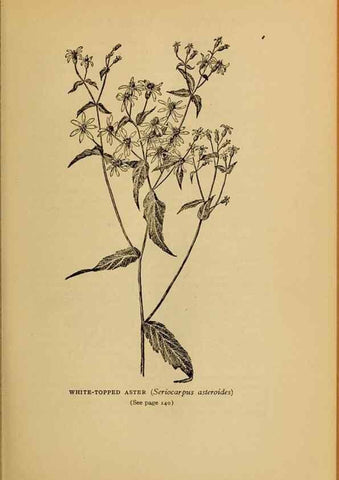 Reproducción/Reproduction 49304192101: Harper's guide to wild flowers,. New York,Harper,1912.. 