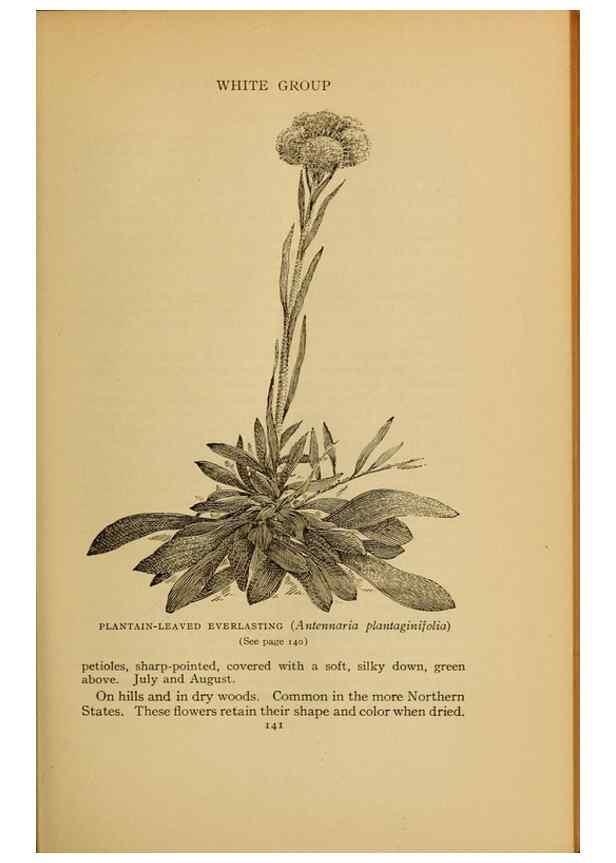 Reproducción/Reproduction 49303703663: Harper's guide to wild flowers,. New York,Harper,1912.. 