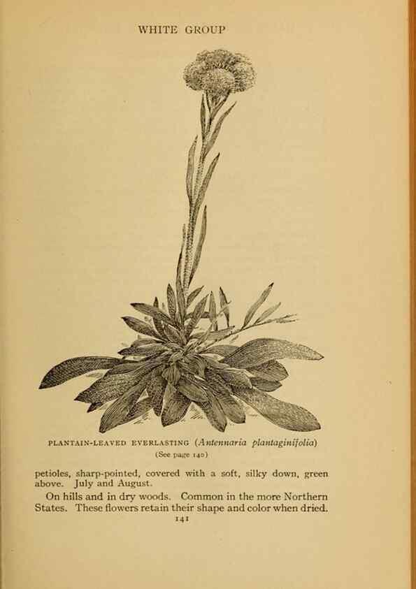 Reproducción/Reproduction 49303703663: Harper's guide to wild flowers,. New York,Harper,1912.. 