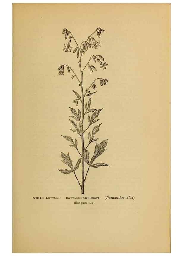 Reproducción/Reproduction 49304402342: Harper's guide to wild flowers,. New York,Harper,1912.. 
