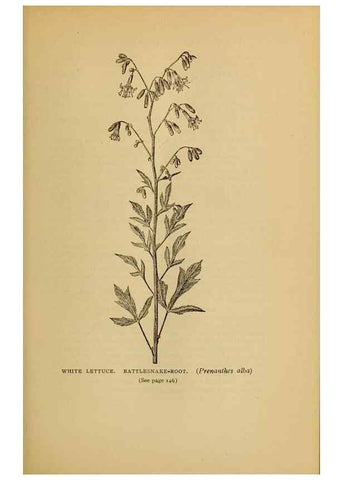 Reproducción/Reproduction 49304402342: Harper's guide to wild flowers,. New York,Harper,1912.. 