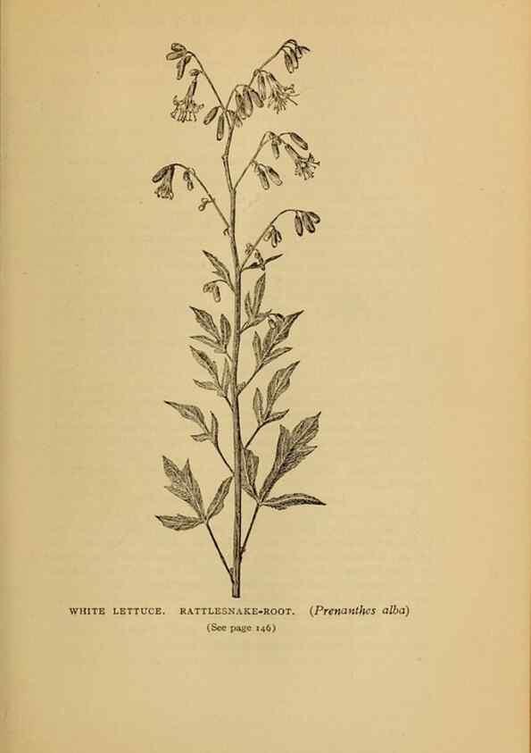 Reproducción/Reproduction 49304402342: Harper's guide to wild flowers,. New York,Harper,1912.. 
