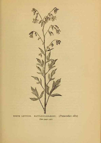 Reproducción/Reproduction 49304402342: Harper's guide to wild flowers,. New York,Harper,1912.. 