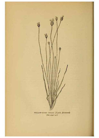 Reproducción/Reproduction 49304402532: Harper's guide to wild flowers,. New York,Harper,1912.. 