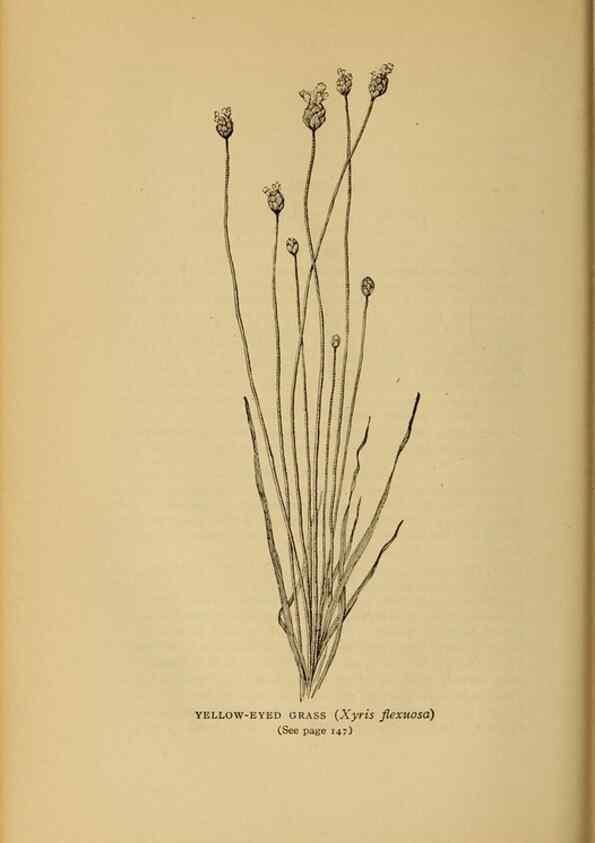 Reproducción/Reproduction 49304402532: Harper's guide to wild flowers,. New York,Harper,1912.. 