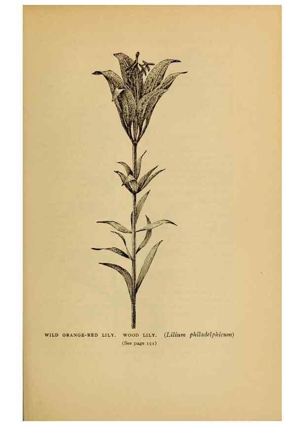 Reproducción/Reproduction 49304402722: Harper's guide to wild flowers,. New York,Harper,1912.. 