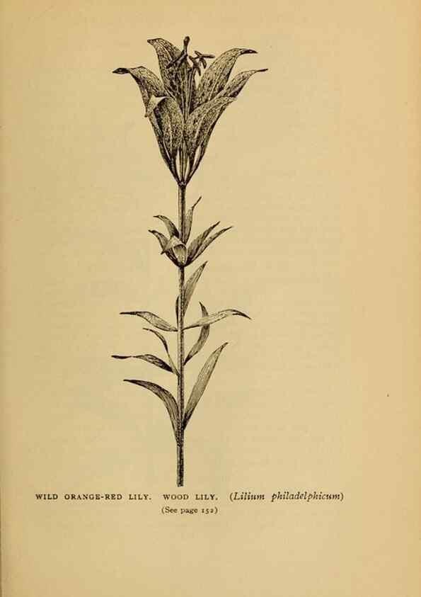 Reproducción/Reproduction 49304402722: Harper's guide to wild flowers,. New York,Harper,1912.. 