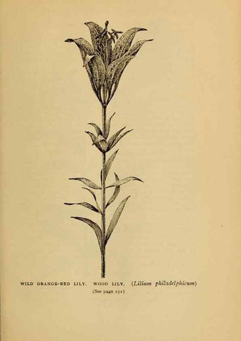 Reproducción/Reproduction 49304402722: Harper's guide to wild flowers,. New York,Harper,1912.. 