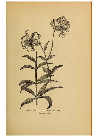 Reproducción/Reproduction 49304193201: Harper's guide to wild flowers,. New York,Harper,1912.. 