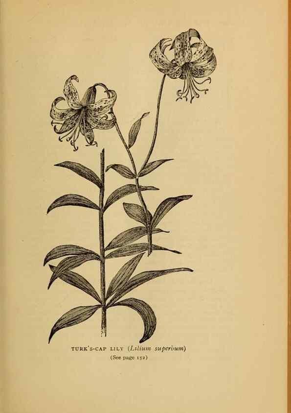 Reproducción/Reproduction 49304193201: Harper's guide to wild flowers,. New York,Harper,1912.. 