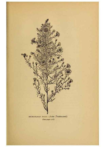 Reproducción/Reproduction 49304401422: Harper's guide to wild flowers,. New York,Harper,1912.. 