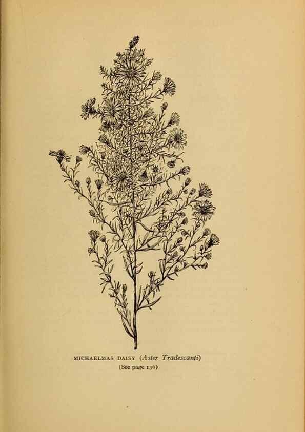 Reproducción/Reproduction 49304401422: Harper's guide to wild flowers,. New York,Harper,1912.. 