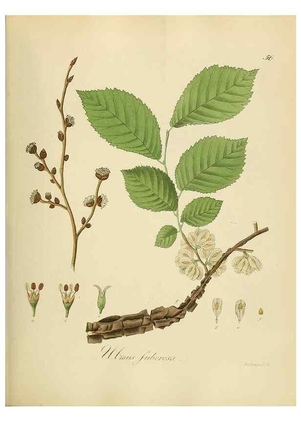 Reproducción/Reproduction 49298690751: Vollständige Naturgeschichte der forstlichen Culturpflanzen Deutschlands.. Berlin,A. Förstner'sche Verlagsbuchhandlung (P. Jeanrenaud)1851.. 