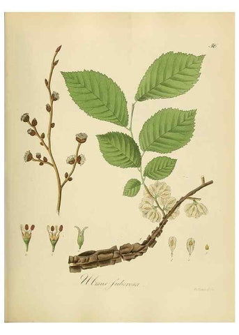 Reproducción/Reproduction 49298690751: Vollständige Naturgeschichte der forstlichen Culturpflanzen Deutschlands.. Berlin,A. Förstner'sche Verlagsbuchhandlung (P. Jeanrenaud)1851.. 
