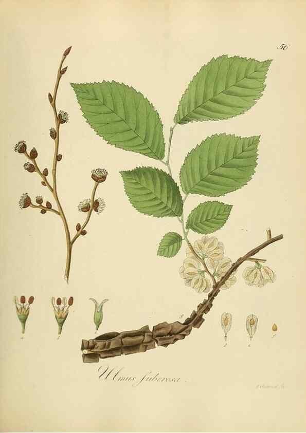Reproducción/Reproduction 49298690751: Vollständige Naturgeschichte der forstlichen Culturpflanzen Deutschlands.. Berlin,A. Förstner'sche Verlagsbuchhandlung (P. Jeanrenaud)1851.. 