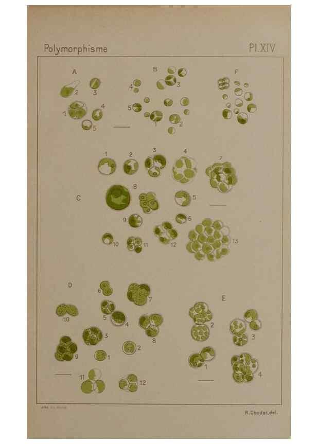 Reproducción/Reproduction 49298906826: Étude critique et expérimentale sur le polymorphisme des algues,. Genève,Georg,1909.. 