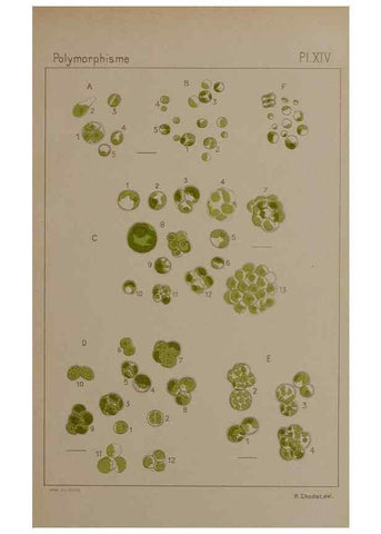 Reproducción/Reproduction 49298906826: Étude critique et expérimentale sur le polymorphisme des algues,. Genève,Georg,1909.. 