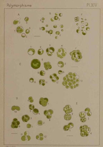 Reproducción/Reproduction 49298906826: Étude critique et expérimentale sur le polymorphisme des algues,. Genève,Georg,1909.. 
