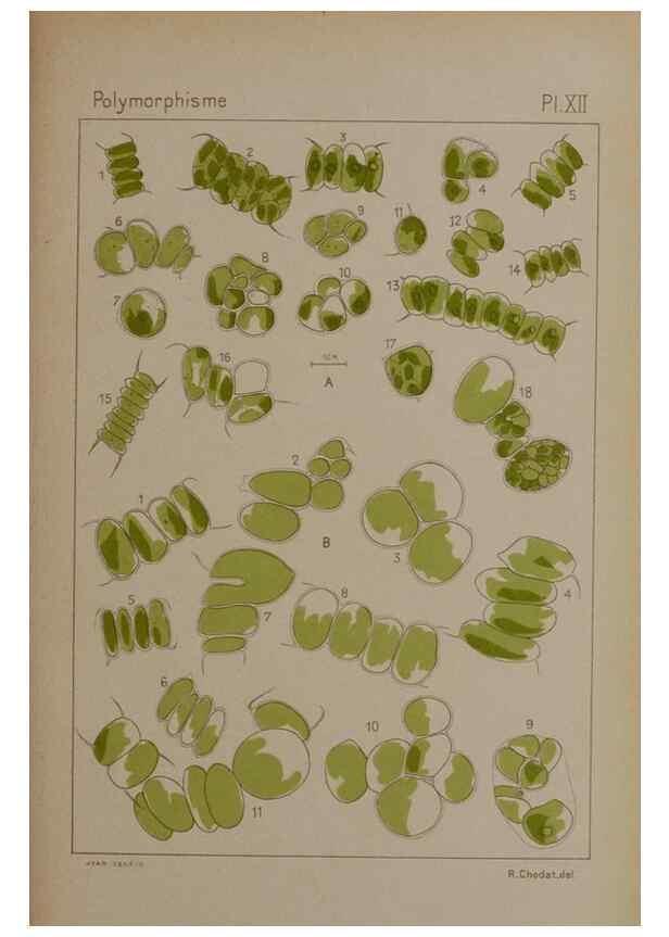 Reproducción/Reproduction 49299111947: Étude critique et expérimentale sur le polymorphisme des algues,. Genève,Georg,1909.. 