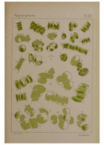 Reproducción/Reproduction 49299111947: Étude critique et expérimentale sur le polymorphisme des algues,. Genève,Georg,1909.. 