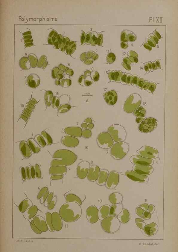 Reproducción/Reproduction 49299111947: Étude critique et expérimentale sur le polymorphisme des algues,. Genève,Georg,1909.. 
