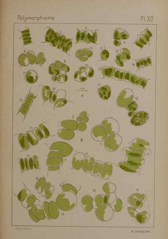 Reproducción/Reproduction 49299111947: Étude critique et expérimentale sur le polymorphisme des algues,. Genève,Georg,1909.. 