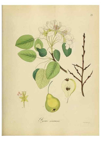 Reproducción/Reproduction 49298695541: Vollständige Naturgeschichte der forstlichen Culturpflanzen Deutschlands.. Berlin,A. Förstner'sche Verlagsbuchhandlung (P. Jeanrenaud)1851.. 