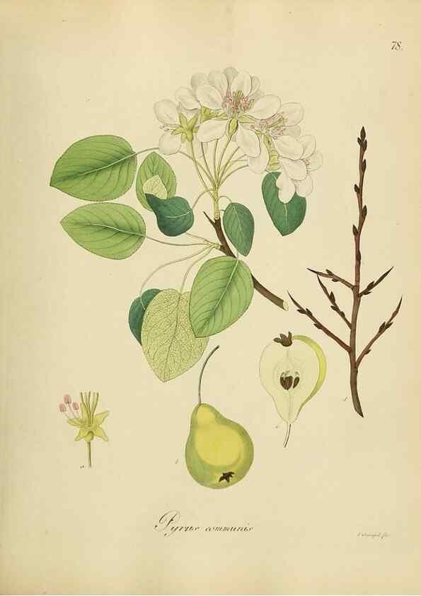 Reproducción/Reproduction 49298695541: Vollständige Naturgeschichte der forstlichen Culturpflanzen Deutschlands.. Berlin,A. Förstner'sche Verlagsbuchhandlung (P. Jeanrenaud)1851.. 