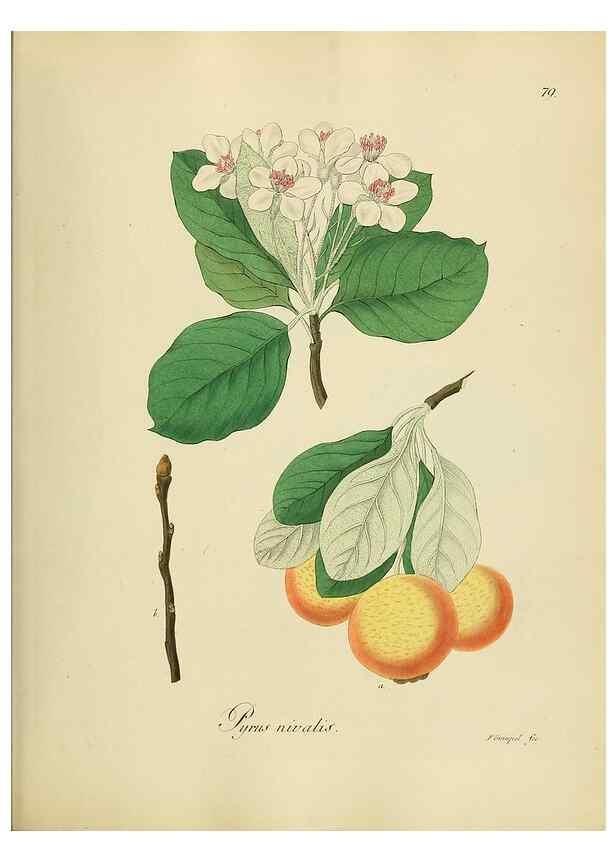 Reproducción/Reproduction 49298210793: Vollständige Naturgeschichte der forstlichen Culturpflanzen Deutschlands.. Berlin,A. Förstner'sche Verlagsbuchhandlung (P. Jeanrenaud)1851.. 