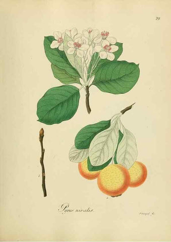 Reproducción/Reproduction 49298210793: Vollständige Naturgeschichte der forstlichen Culturpflanzen Deutschlands.. Berlin,A. Förstner'sche Verlagsbuchhandlung (P. Jeanrenaud)1851.. 