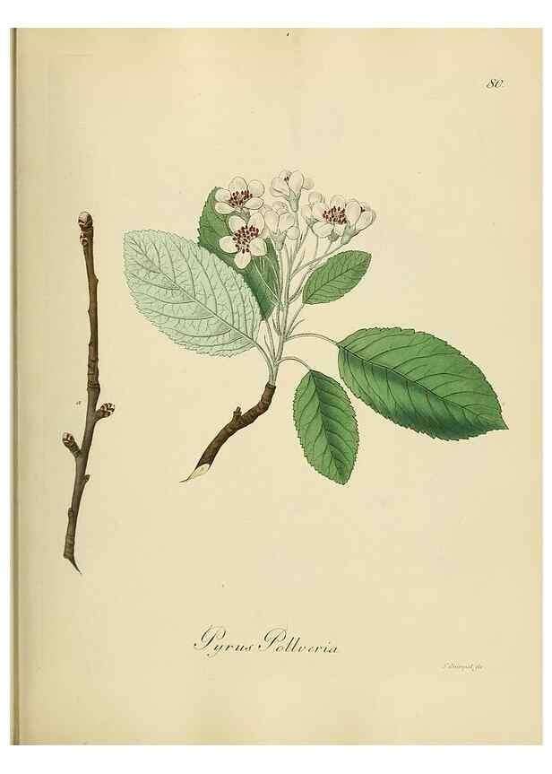 Reproducción/Reproduction 49298899127: Vollständige Naturgeschichte der forstlichen Culturpflanzen Deutschlands.. Berlin,A. Förstner'sche Verlagsbuchhandlung (P. Jeanrenaud)1851.. 