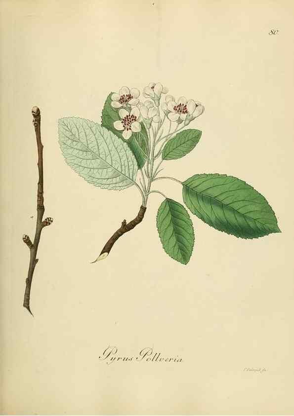 Reproducción/Reproduction 49298899127: Vollständige Naturgeschichte der forstlichen Culturpflanzen Deutschlands.. Berlin,A. Förstner'sche Verlagsbuchhandlung (P. Jeanrenaud)1851.. 