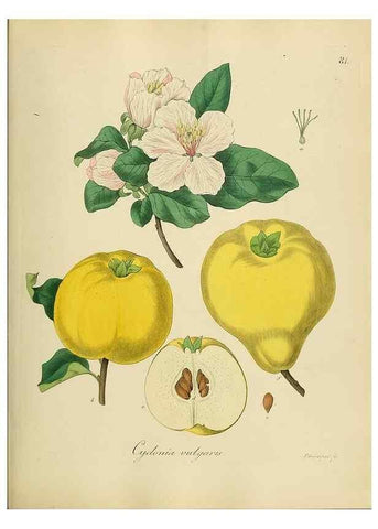 Reproducción/Reproduction 49298899312: Vollständige Naturgeschichte der forstlichen Culturpflanzen Deutschlands.. Berlin,A. Förstner'sche Verlagsbuchhandlung (P. Jeanrenaud)1851.. 
