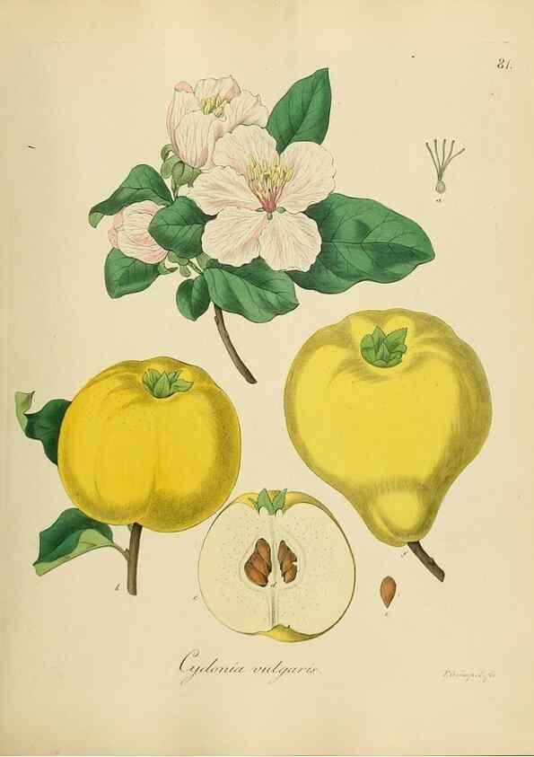 Reproducción/Reproduction 49298899312: Vollständige Naturgeschichte der forstlichen Culturpflanzen Deutschlands.. Berlin,A. Förstner'sche Verlagsbuchhandlung (P. Jeanrenaud)1851.. 